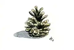 Kartpostal - Kozalak Sade