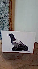 Kartpostal – Güvercin